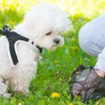 Cómo limpiar las heces de los perros