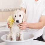 Cómo mantener limpio a un perro sin bañarlo