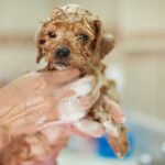 Cuándo se le puede bañar a un cachorro