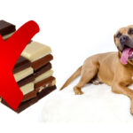 Por qué no se le puede dar chocolate a los perros