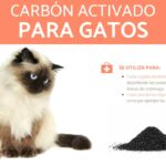 Carbon Para Gatos Que Es Cuando Usarlo