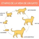 Ciclo De Vida Del Gato