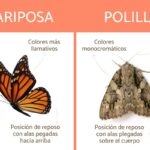 Diferencia Entre Mariposa Y Polilla