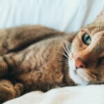 Gatos Que No Se Aburren: Los Felinos con mas ganas