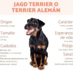 Jagd Terrier O Terrier Alemán