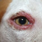 Por Que El Perro Se Rasca Los Ojos