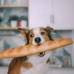 Pueden Los Perros Comer Pan