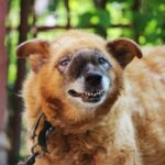 Sintomas Tratamiento Supervivencia Del Adenocarcinoma Canino