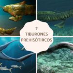 Tiburones Prehistoricos Extintos Y Vivos